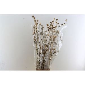 Dried Mollina Natural Poly