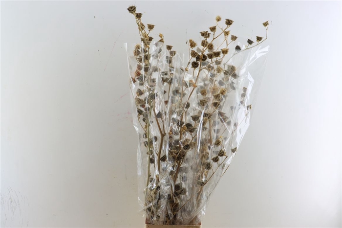 <h4>Dried Mollina Natural Poly</h4>