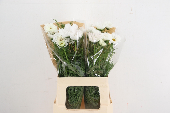 <h4>COSMOS BIPINNATUS</h4>