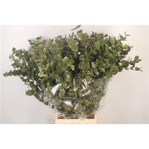 Euca Cinerea Met. Ant. Green Per Bunch