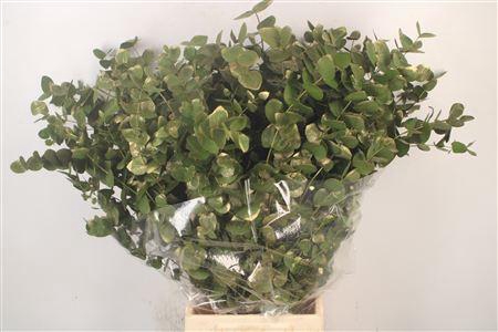 <h4>Euca Cinerea Met. Ant. Green Per Bunch</h4>
