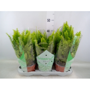 Nephrolepis exal. 'Green Moment'