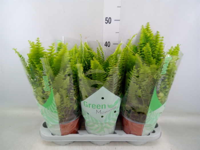 <h4>Nephrolepis exal. 'Green Moment'</h4>