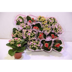 arr8 Kal Ge Gem 4 Kl