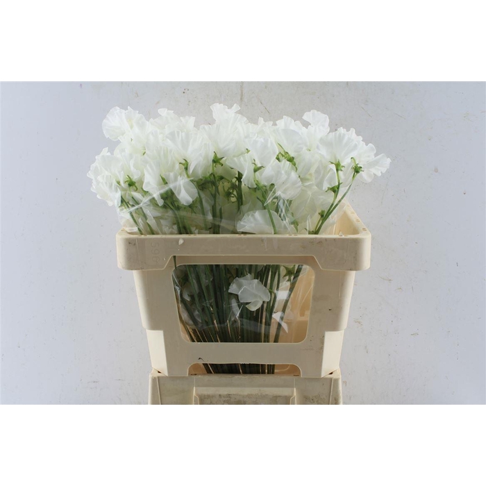 <h4>LATHYR ODORATUS OV</h4>