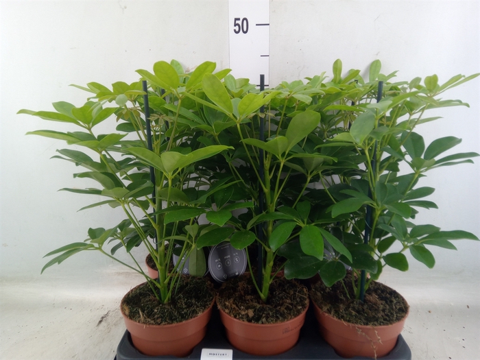 <h4>Schefflera arbor. 'Nora'</h4>