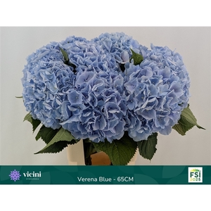 Verena Blue - 65CM