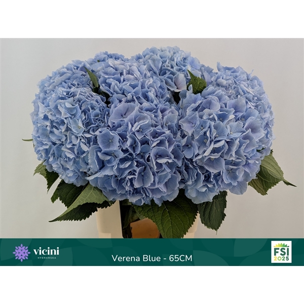 <h4>Verena Blue - 65CM</h4>