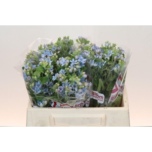 Oxypetalum Tweedia Blue