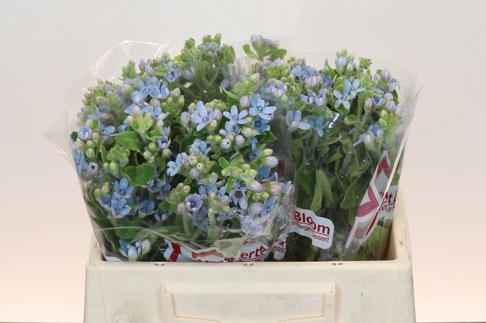 <h4>Oxypetalum Tweedia Blue</h4>