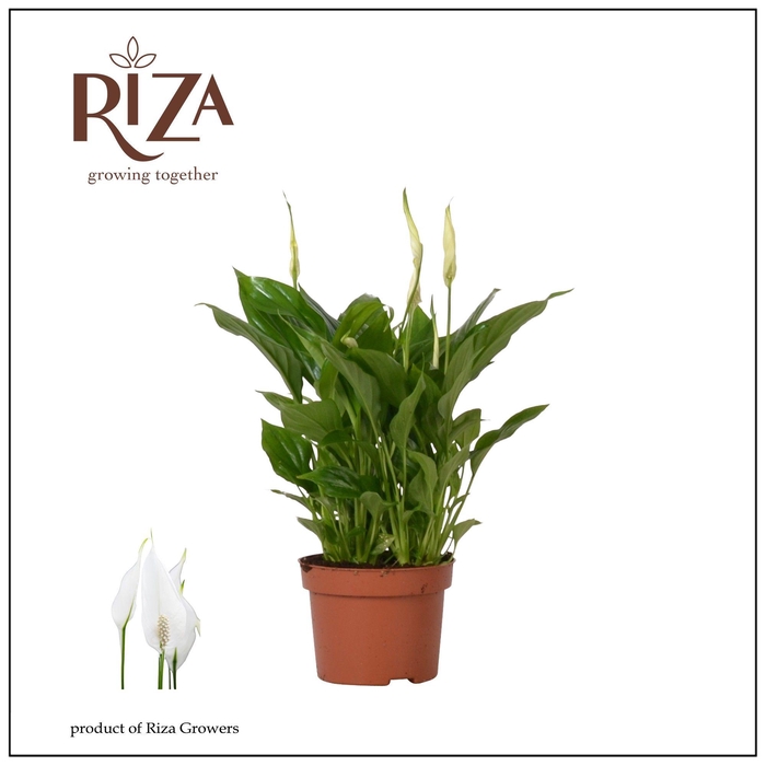 <h4>Spathiphyllum Rondo - 10,5 cm</h4>