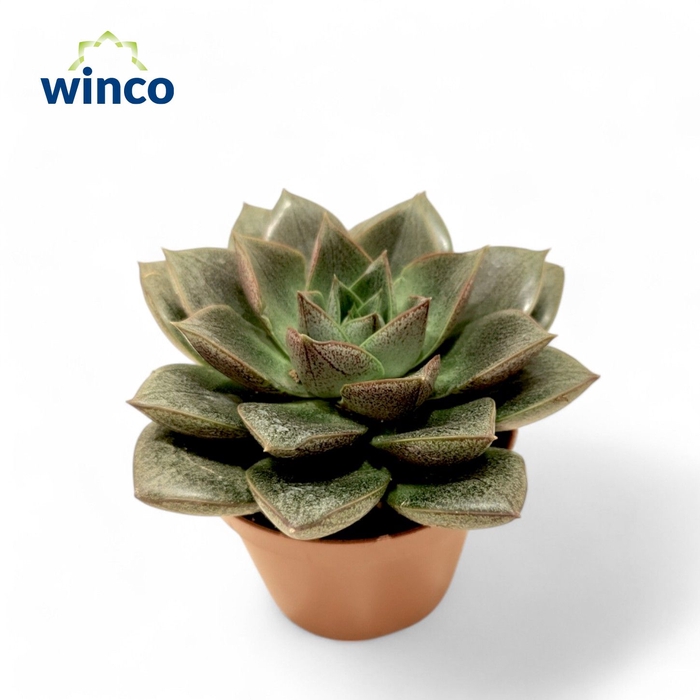 <h4>Echeveria Purpurea XL</h4>