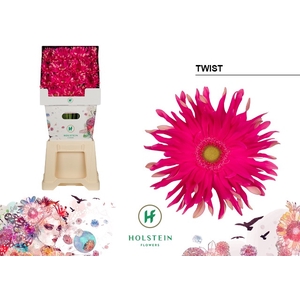 Gerbera Pasta Twist Diamond