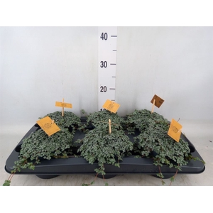 Pilea glaucophylla 'Greyzy'
