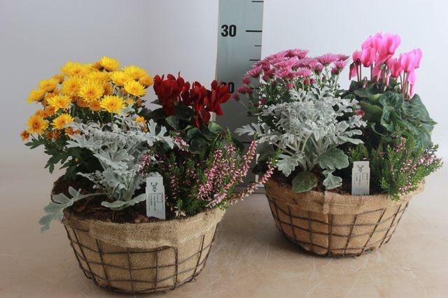 <h4>ARR GARDEN WIRE MESH</h4>