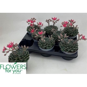 Graptopetalum tacitus