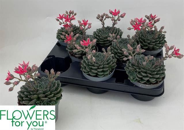 <h4>Graptopetalum tacitus</h4>
