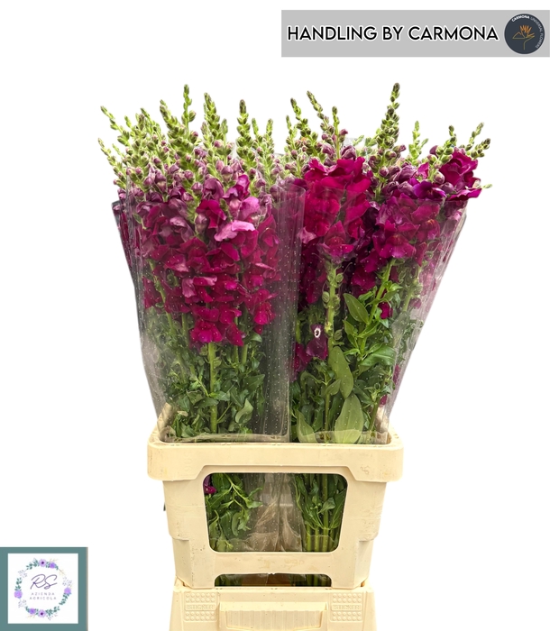 <h4>ANTIR POTO CRIMSON</h4>