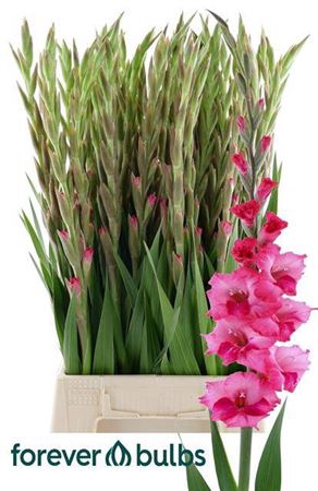 <h4>Glad Kl Glamini Kell 65cm</h4>