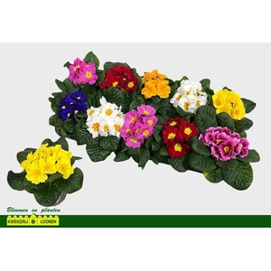 PRIM AC PARADISO GEM