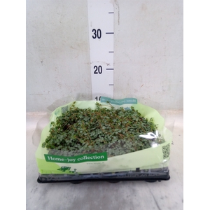 Pilea glaucophylla 'Greyzy'