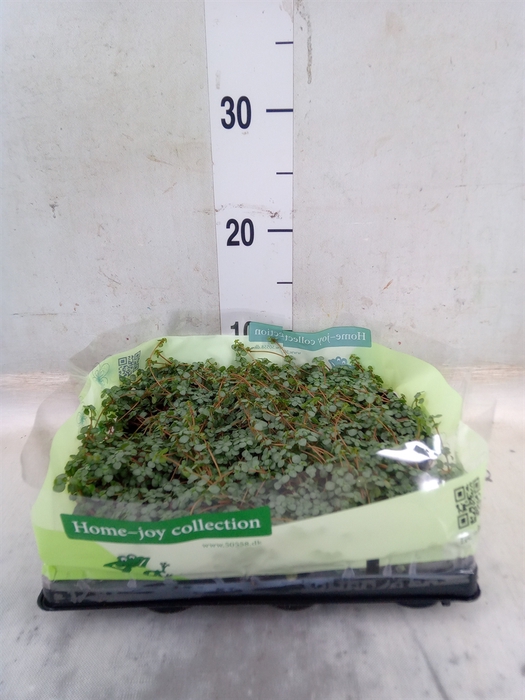 <h4>Pilea glaucophylla 'Greyzy'</h4>