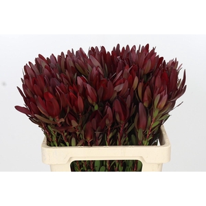 Leucadendron Saf Sunset Dark R.Spray