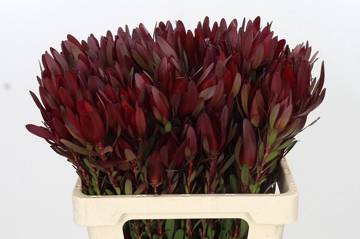 <h4>Leucadendron Saf Sunset Dark R.Spray</h4>