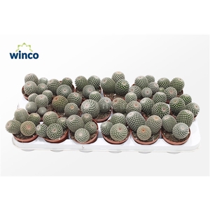 Mammillaria Matudae (group)