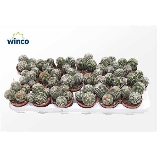 <h4>Mammillaria Matudae (group)</h4>