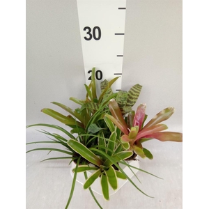 Bromelia   ...mix