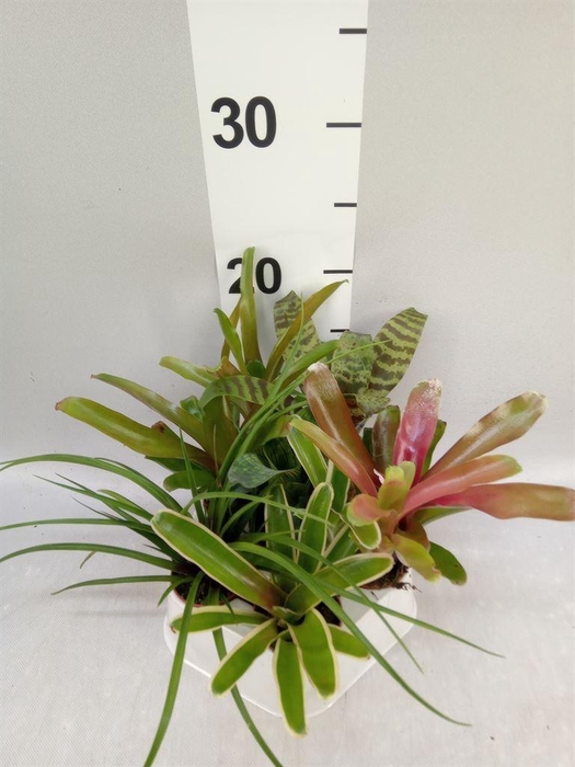 <h4>Bromelia   ...mix</h4>