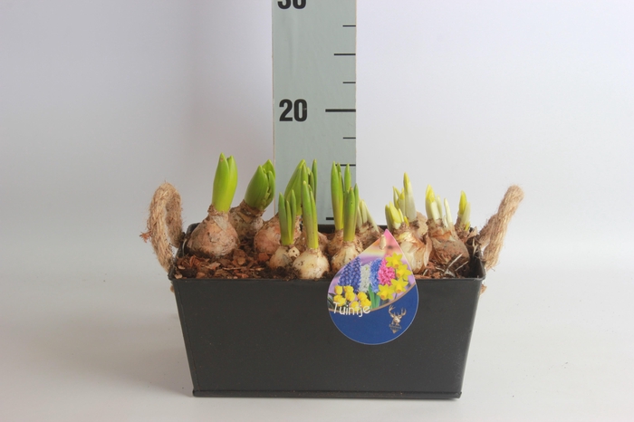 <h4>ARR BOL KNOLGEWAS</h4>