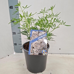 Choisya ternata
