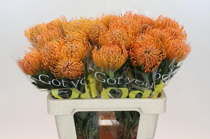 <h4>Nutans Ayoba Peach</h4>