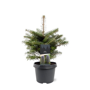 Abies koreana