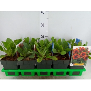 Gaillardia   ...