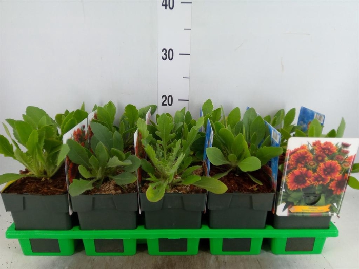 <h4>Gaillardia   ...</h4>