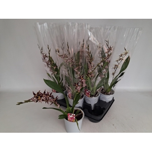 BRASSIA SUMMER DREAM