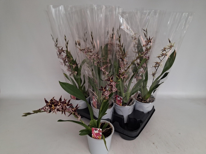 <h4>BRASSIA SUMMER DREAM</h4>