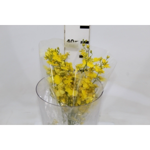 ONCIDIUM HONEY ANGEL 040 CM AMARELO