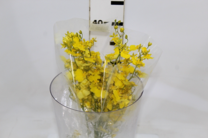 ONCIDIUM HONEY ANGEL 040 CM AMARELO