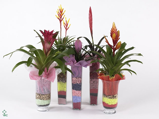 Bromelia Phalaenopsis Cupcake Bowl BoraBora