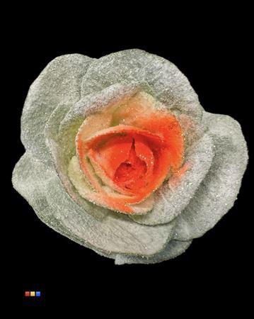 Brassica Marshmallow Orange