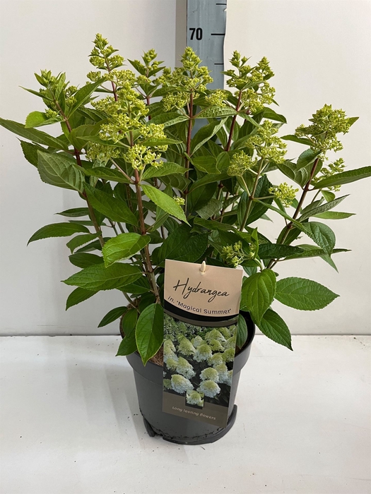 <h4>Hydrangea pan.</h4>