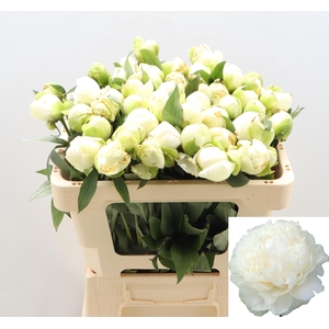 PAEO L DUCHES D NEMO