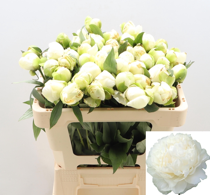 <h4>PAEO L DUCHES D NEMO</h4>