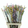Salix Snow Flake Klb Rainbow Pastel