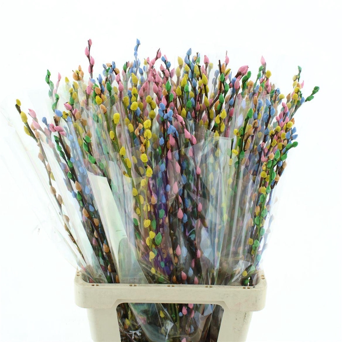 <h4>Salix Snow Flake Klb Rainbow Pastel</h4>