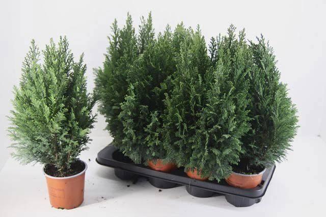 <h4>CHAM L ELLWOODII</h4>